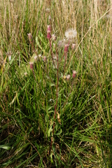 Erigeron acris serotinus