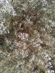 Limonium