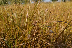 Bolboschoenus laticarpus
