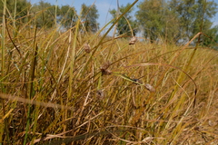 Bolboschoenus laticarpus