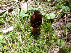 Morchella australiana