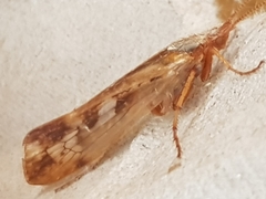 Limnephilus marmoratus