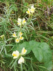 Linaria vulgaris