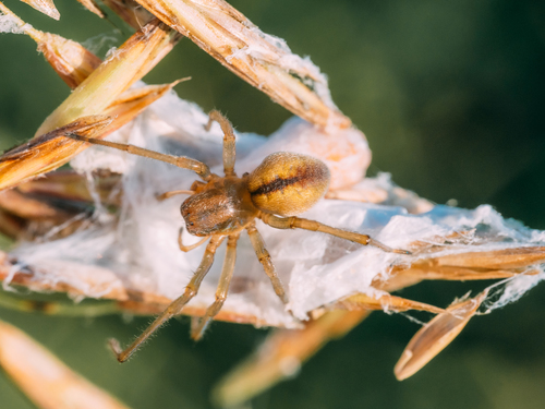 Two-Clawed Hunting Spider