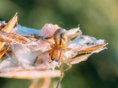 Cheiracanthium erraticum