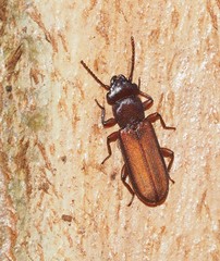 Platisus angusticollis