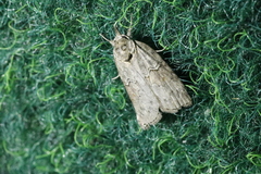 Nycteola asiatica