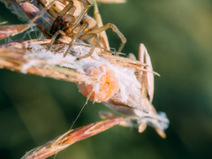 Cheiracanthium erraticum