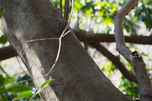Ilex chinensis, photograph 6