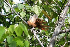 Macropygia mackinlayi