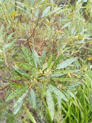 Searsia angustifolia