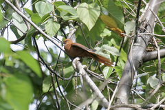 Macropygia mackinlayi