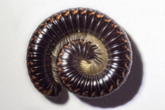 Spirobolellus antipodarus