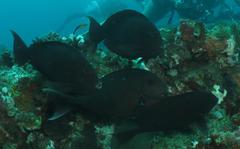 Acanthurus mata
