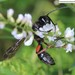 Isodontia harmandi - Photo (c) Homemountain/Shan Gui, some rights reserved (CC BY-NC), uploaded by Homemountain/Shan Gui