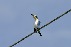 Melanesian Kingfisher photo 4