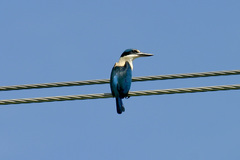 Melanesian Kingfisher photo 2