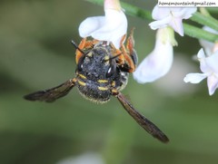 Anthidiellum boreale