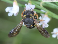 Anthidiellum boreale