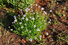 Pentanisia prunelloides prunelloides