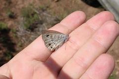 Pseudonympha magoides