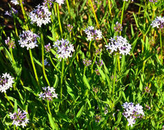 Pentanisia prunelloides prunelloides