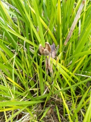 Dietes grandiflora
