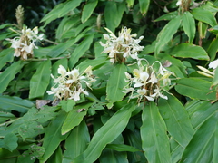 Hedychium flavescens
