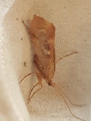 Limnephilus flavicornis