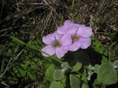 Oxalis zeekoevleyensis