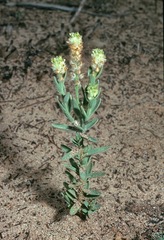 Pimelea williamsonii