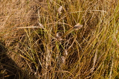 Bolboschoenus laticarpus