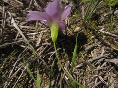 Oxalis zeekoevleyensis