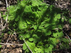 Oxalis zeekoevleyensis