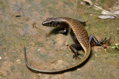 Emoia nigra