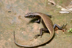 Emoia nigra
