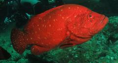 Cephalopholis sonnerati