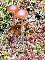 Hypholoma marginatum