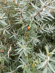 Hippophae