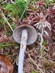 Hypholoma marginatum