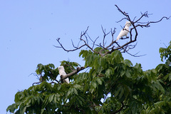 Cacatua ducorpsii