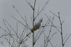 Cacatua ducorpsii