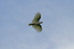 Cacatua ducorpsii