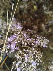 Limonium