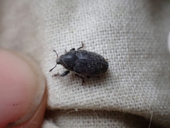 Larinus minutus