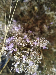 Limonium