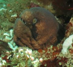 Gymnothorax breedeni