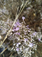 Limonium