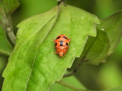 Podontia affinis