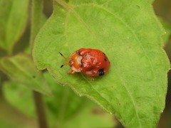 Basiprionota sexmaculata